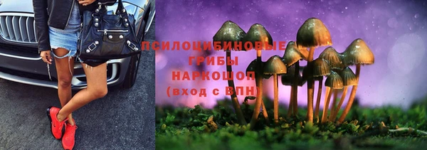стаф Аркадак